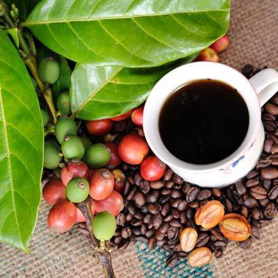 বাণিজ্যিকভাবে কফি চাষ কৌশল