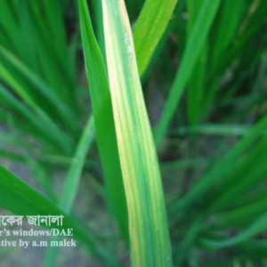 ধানের পাতার লালচে রেখা রোগ