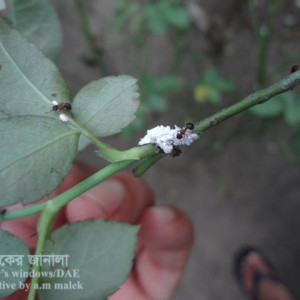 গোলাপের মিলিবাগ